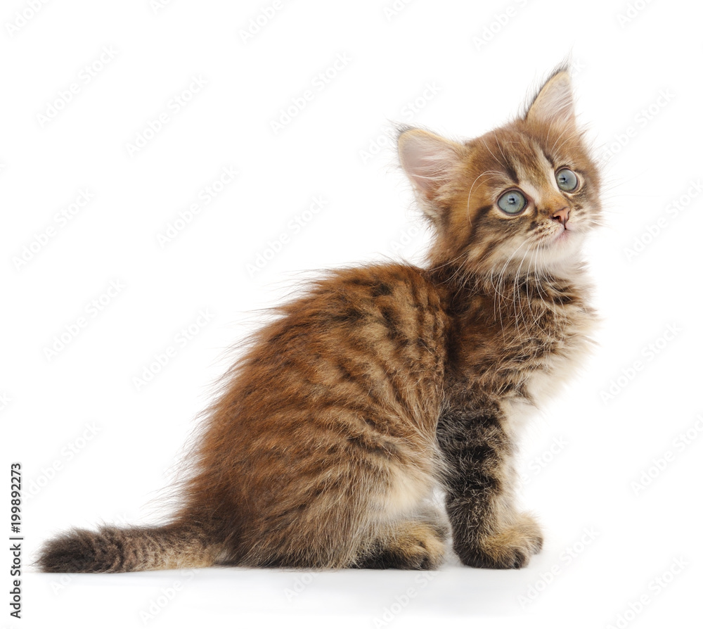 Kitten on white background. Kitten on white background.