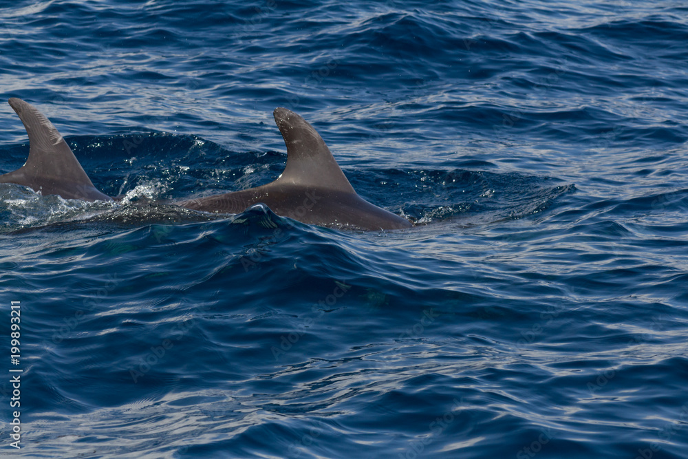 Fototapeta premium Dolphins playing in the ocean along the boat in Tenerife, Canary Islands