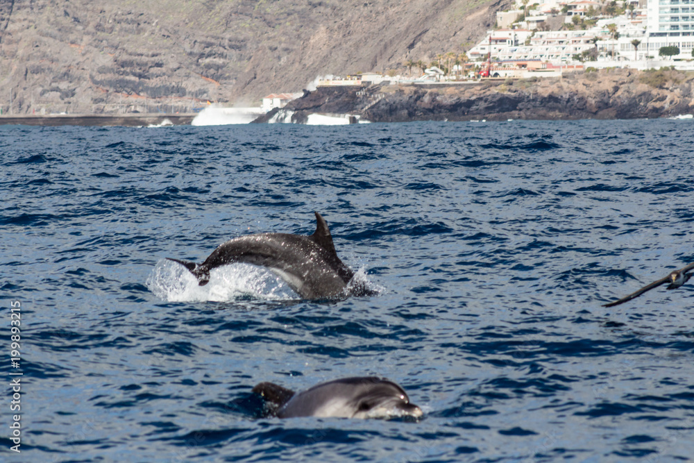 Obraz premium Dolphins playing in the ocean along the boat in Tenerife, Canary Islands