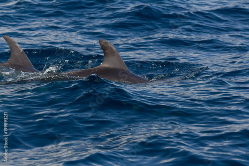 Dolphins playing in the ocean along the boat in Tenerife  Canary Islands