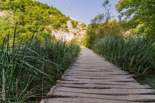 Wooden path through calamus.