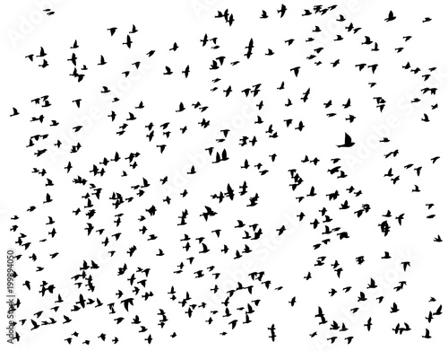 Fototapeta Naklejka Na Ścianę i Meble -  Flight of birds.