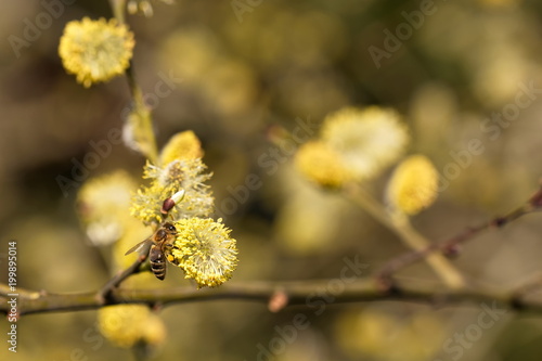 Salix caprea - closeup of yellow blossoms on branches of a pussy willow and a collecting busy bee