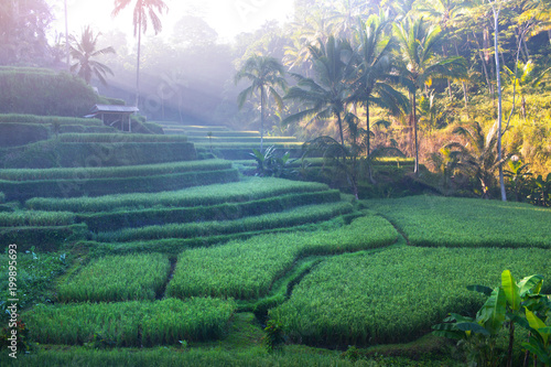 Terrace rice fields in Ubud, Bali, Indonesia