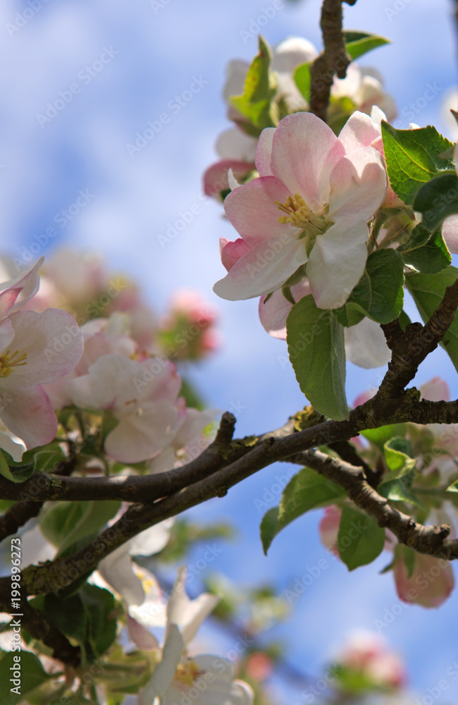 Apple tree branch isolated on blue sky background. Apple tree branch isolated on blue sky background.