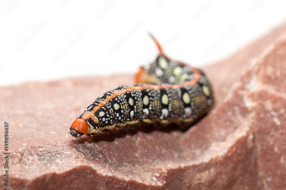 Fototapeta premium Hornworm on rock
