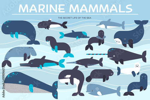 Sea mammals animal collection icons set. Vector fish illustration in ocean life background. Marine exotic creature flat design 