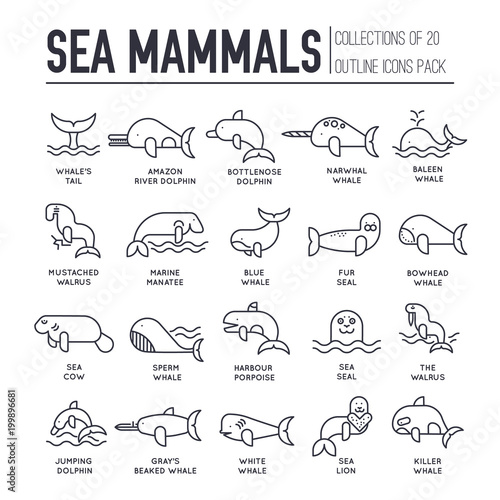 Sea mammals animal thin lines collection icons set. Vector outline fish illustration in ocean life background. Marine exotic creature flat design 
