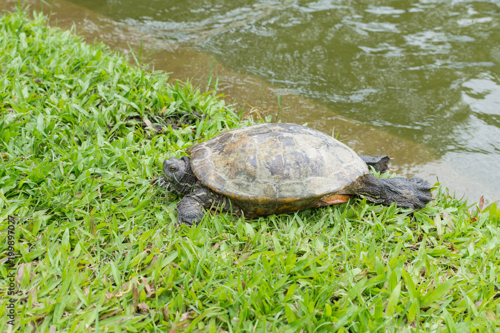 Fototapeta premium カメ・歩く・緑・水・生物