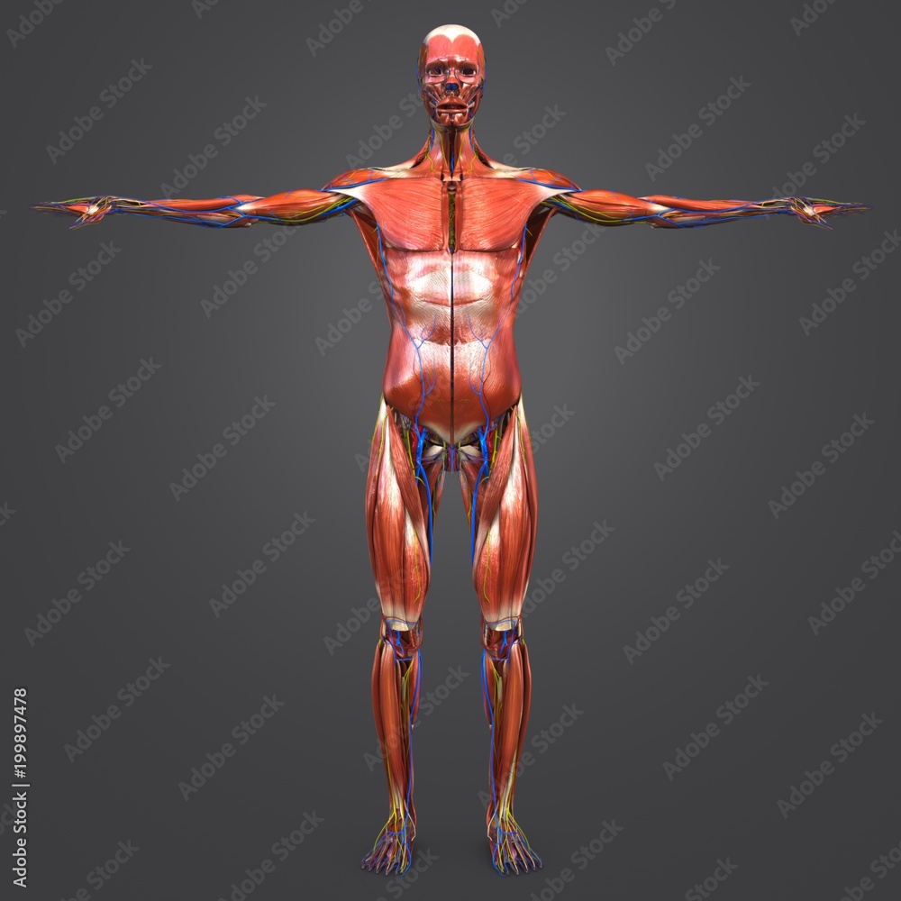 Human Muscular Anatomy with Circulatory System and Nerves Anterior view Human Muscular Anatomy with Circulatory System and Nerves Anterior view