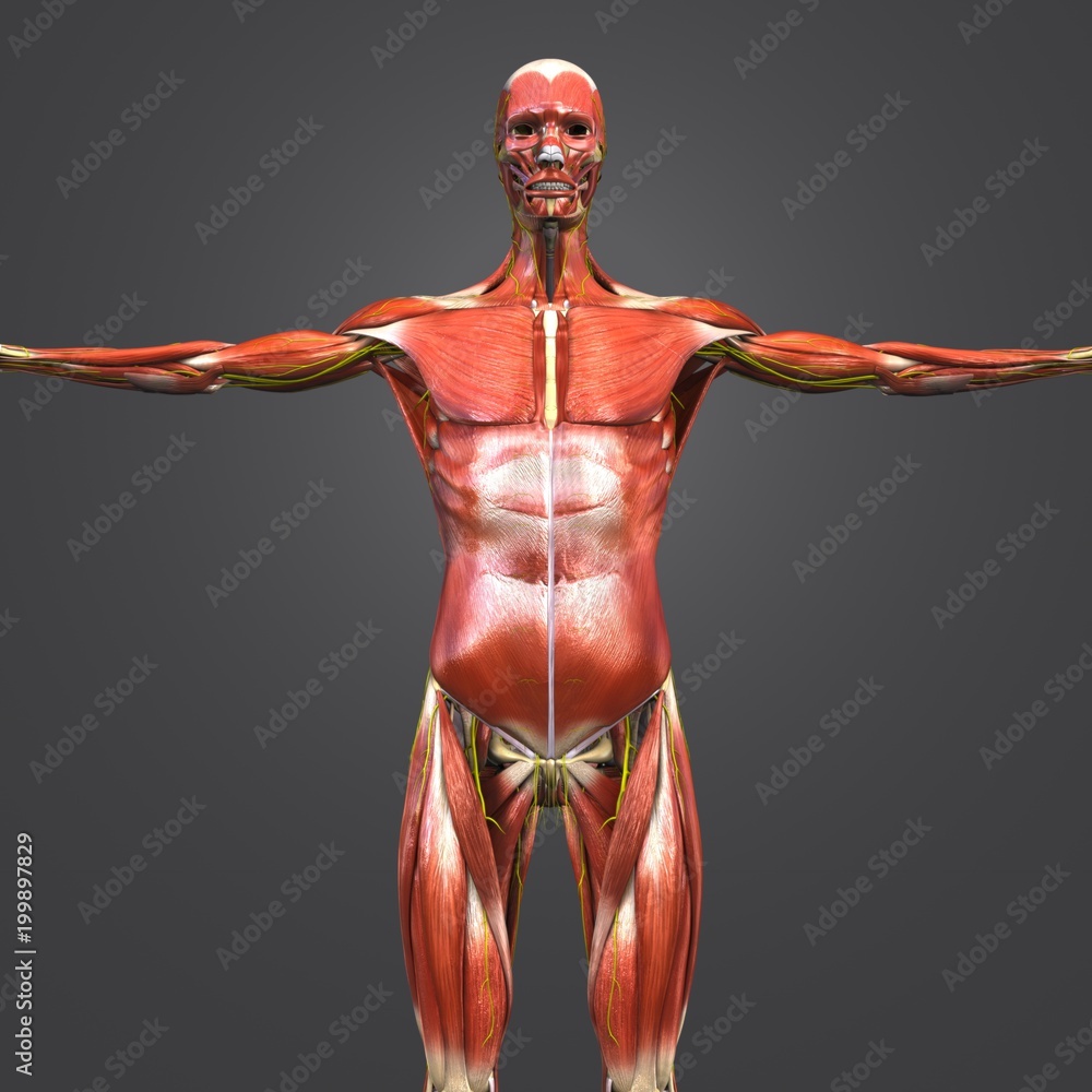 Real Human Muscles Human Muscular and Skeletal Anatomy with Nerves Anterior view Stock ...