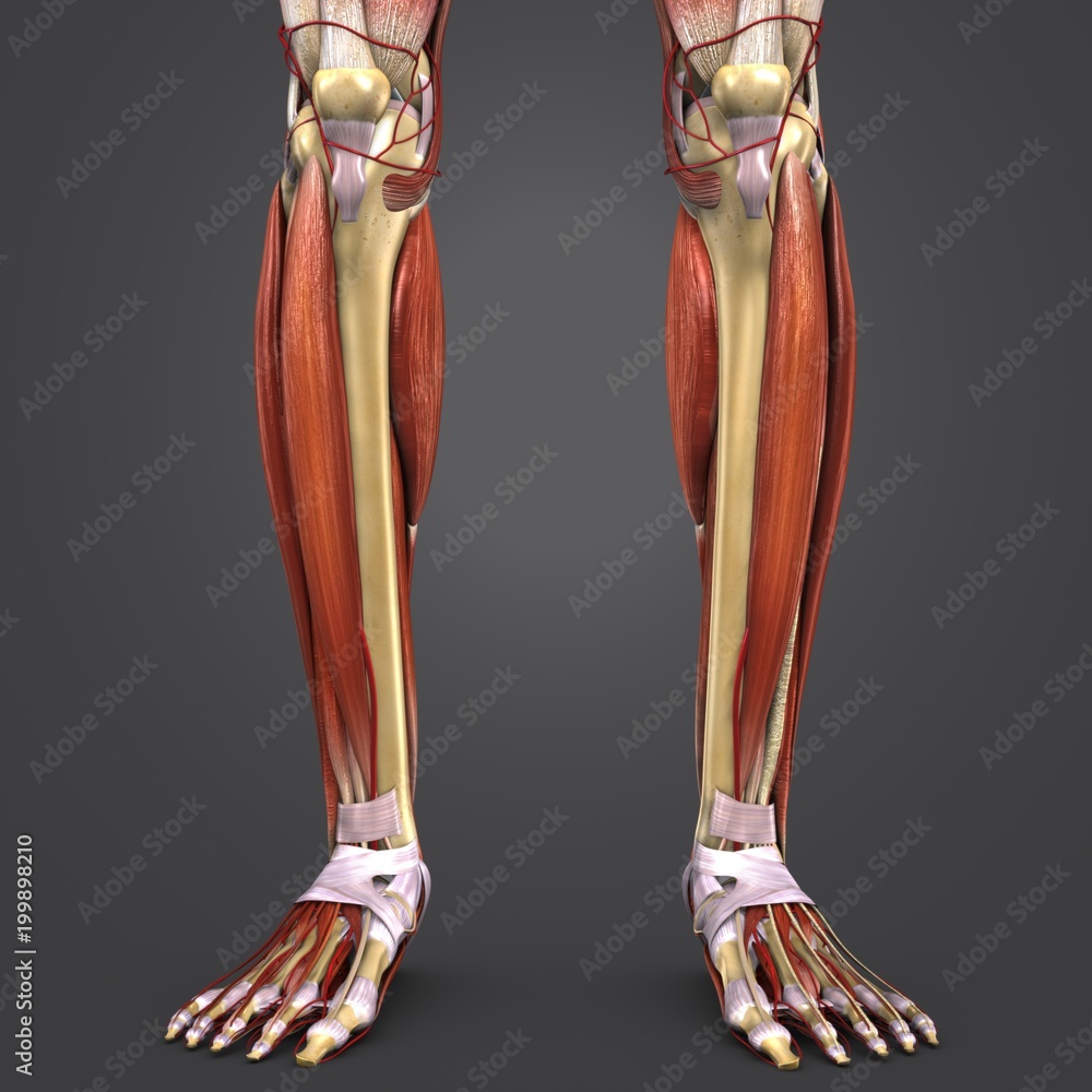 Leg Muscles and Bones with Arteries Stock Photo | Adobe Stock