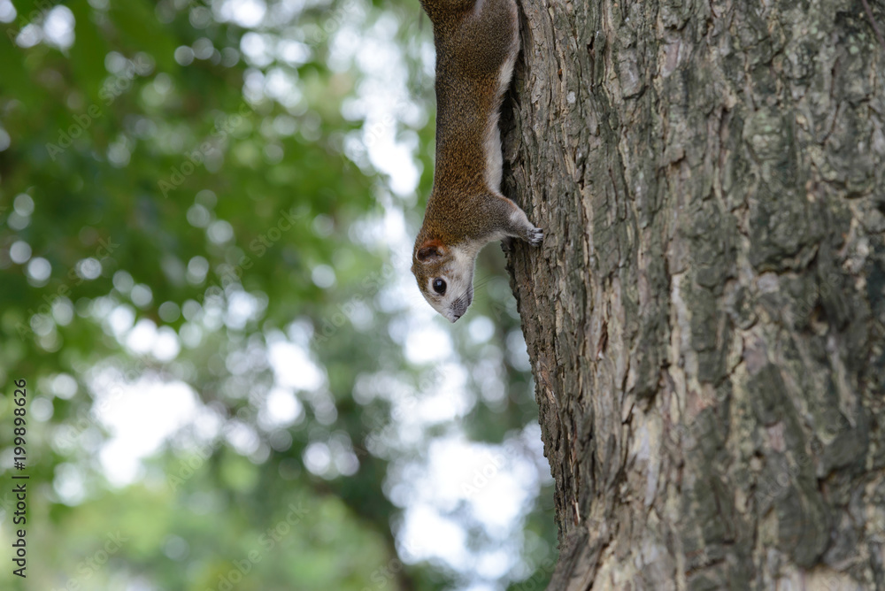 Squirrel animal playing on tree in public park