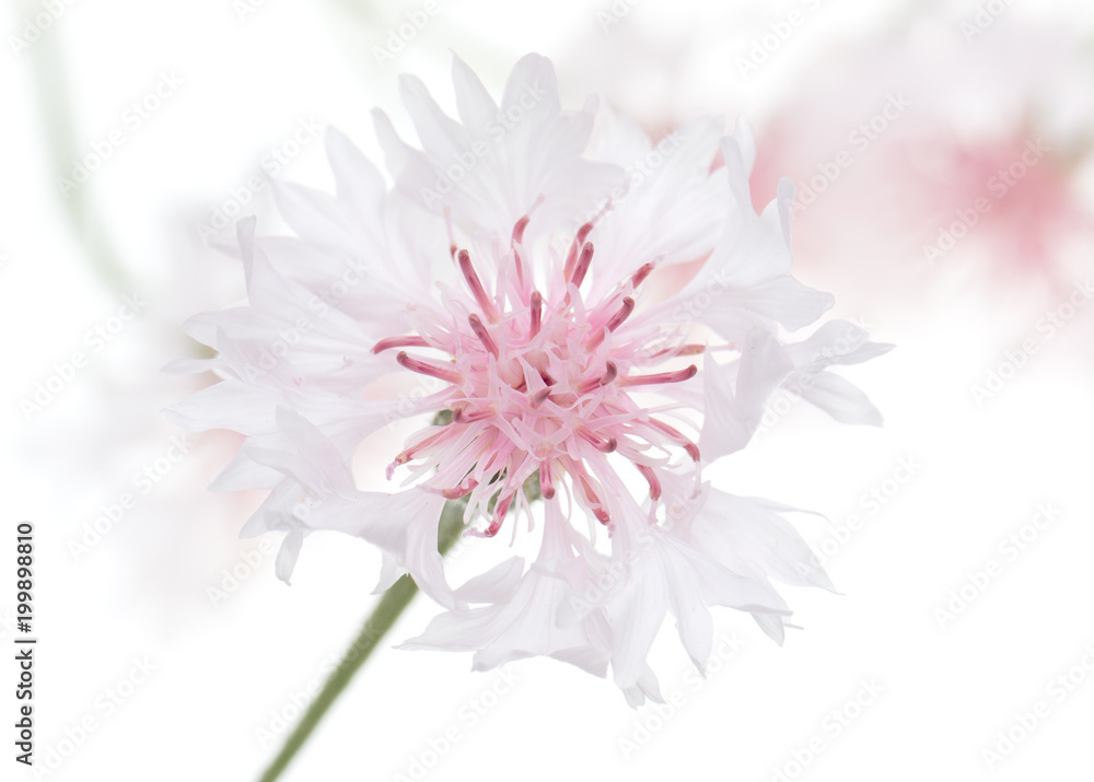 Pink flower cornflower