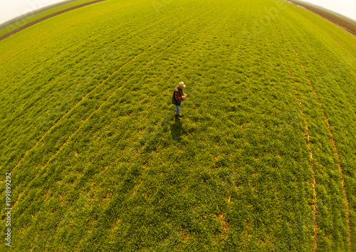 Aerial view of senior farmer standing in young wheat field and examining crop. 