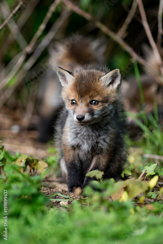 European Red Fox © Wayne