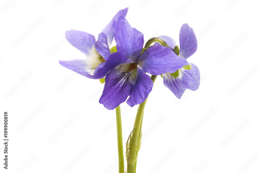 forest violet isolated forest violet isolated