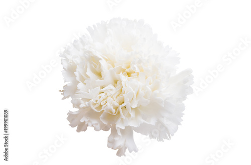 white carnation isolated