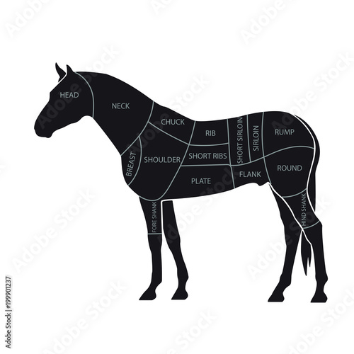 Scheme of cutting horse meat with cutting lines. Design for butcher shop, banner. Diagram on white background. Vector illustration. 
