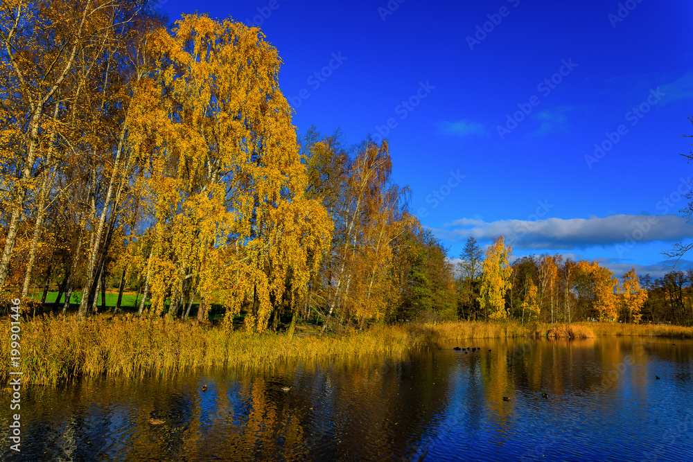 Fall landscape with bright yellow trees reflecting in a blue lake outside Stockholm