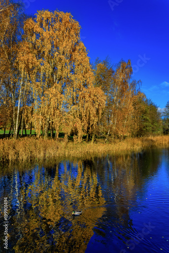 Fall landscape with bright yellow trees reflecting in a blue lake outside Stockholm