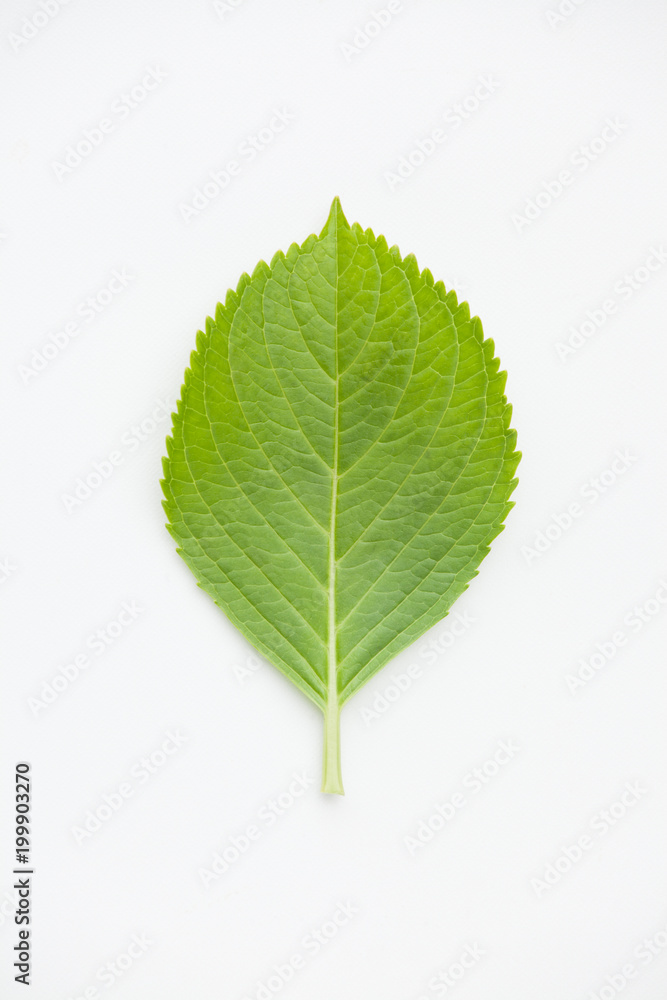 白背景のあじさいの葉っぱ Stock Photo Adobe Stock