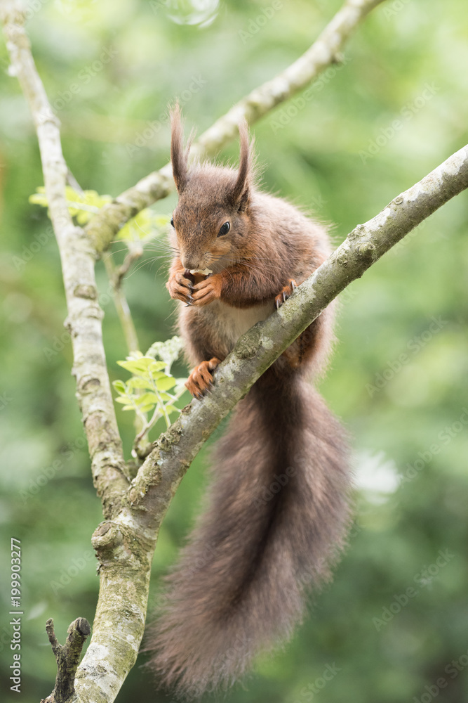 Naklejka premium British Wildlife