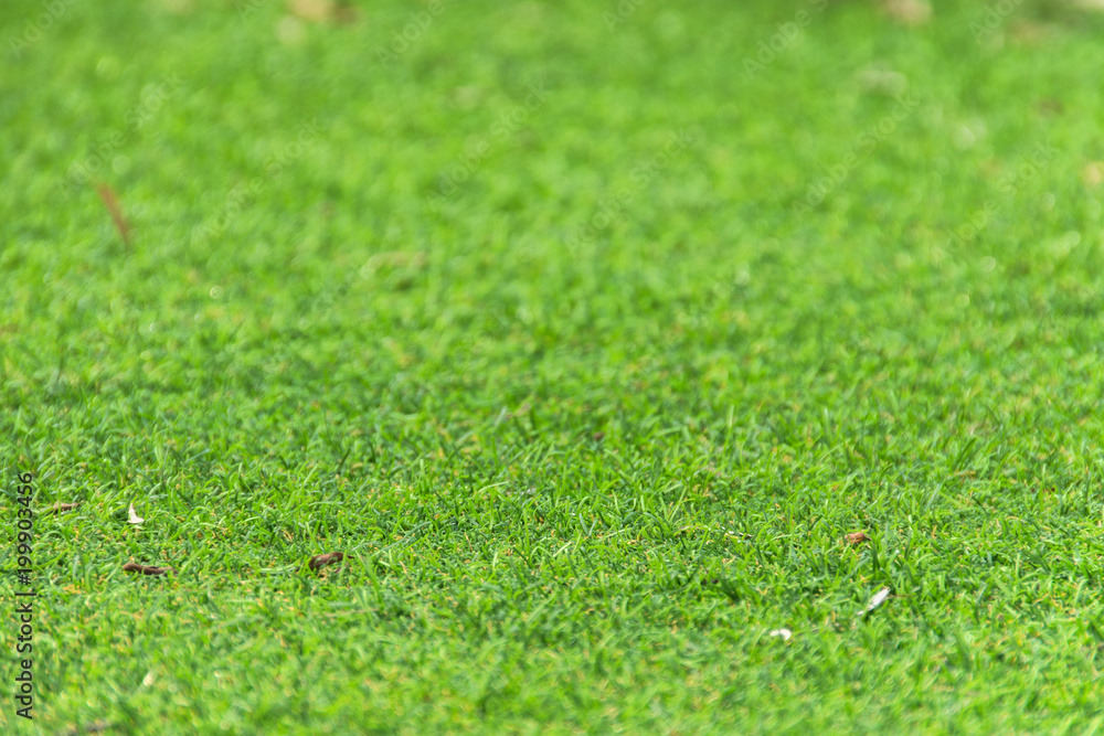 Green grass field with blur park background,spring and summer concept.