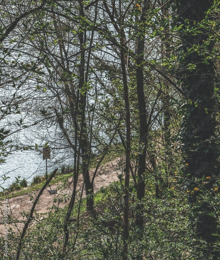 Fototapeta premium Green forest