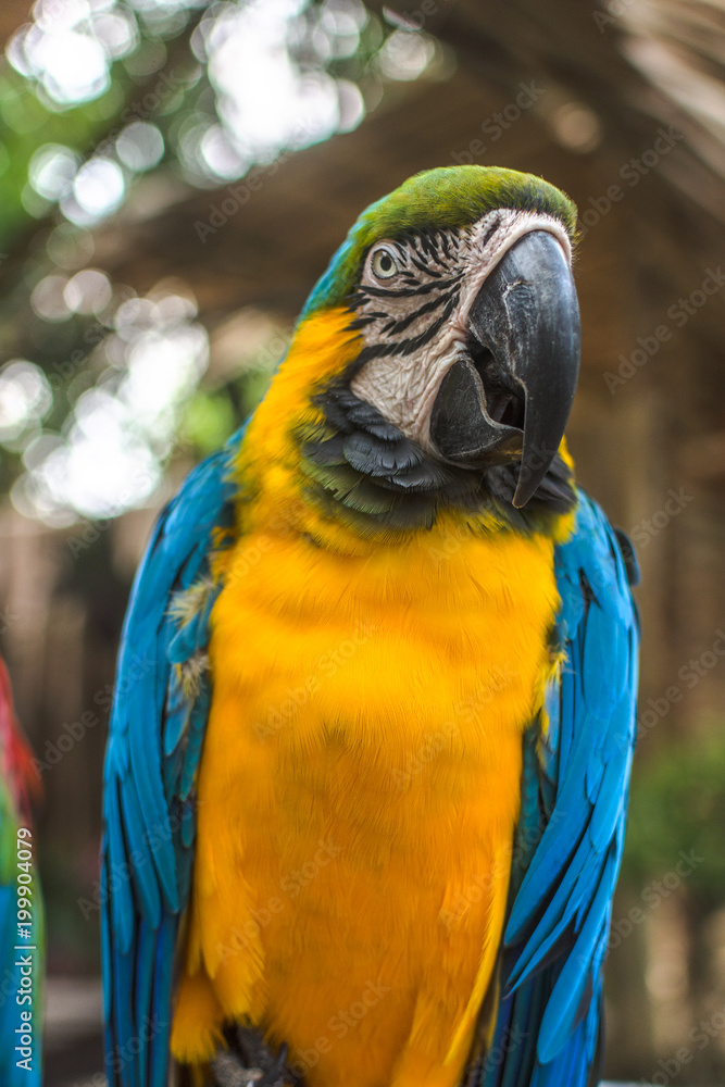 Big parrot sitting on the branch.
