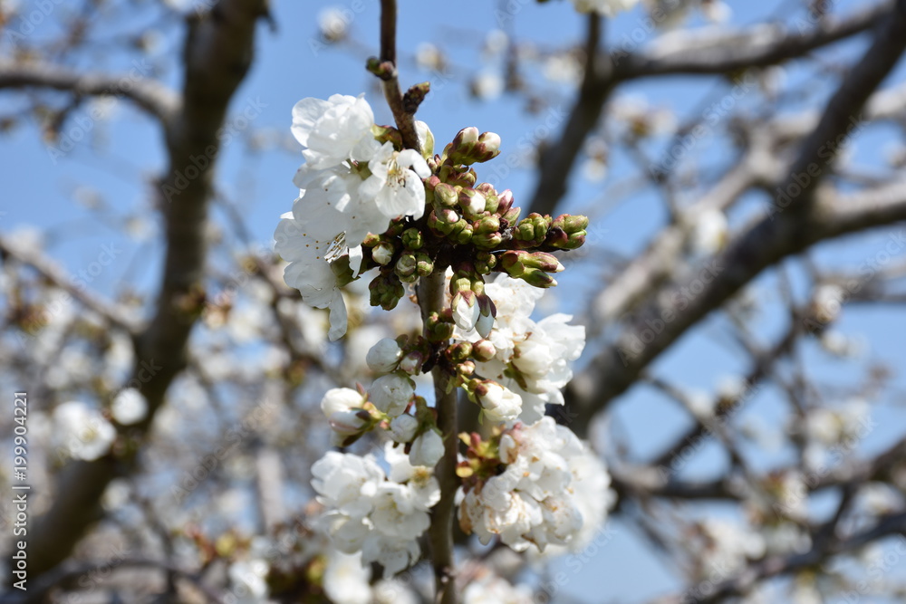 Spring blooms. Cherry tree in bloom. Closeup. Spring blooms. Cherry tree in bloom. Closeup.