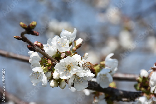Spring blooms. Cherry tree in bloom. Closeup.