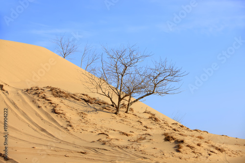 Desert scenery，The trees in the desert