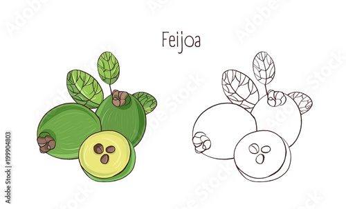 Set of colorful and monochrome contour drawings of whole and cut feijoa isola...