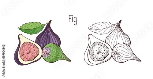 Colored and monochrome outline drawings of whole and cut fig isolated on white background. Bundle of delicious ripe fresh exotic tropical fruits, wholesome vegetarian food. Vector illustration.