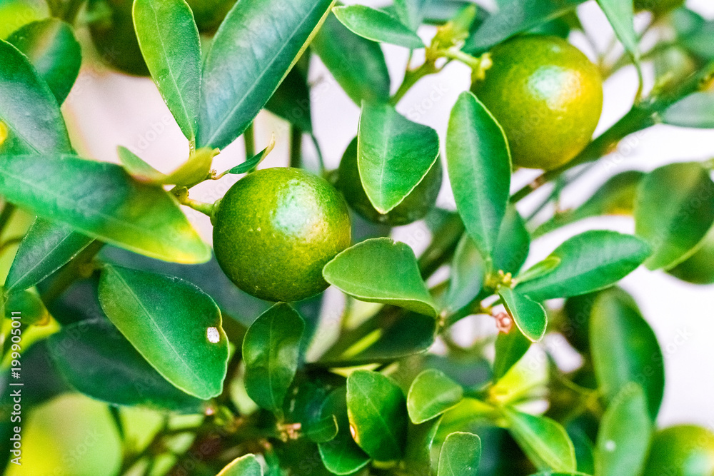 Cumquat, kumquat , orange with leaf isolated on background close up Cumquat, kumquat , orange with leaf isolated on background close up