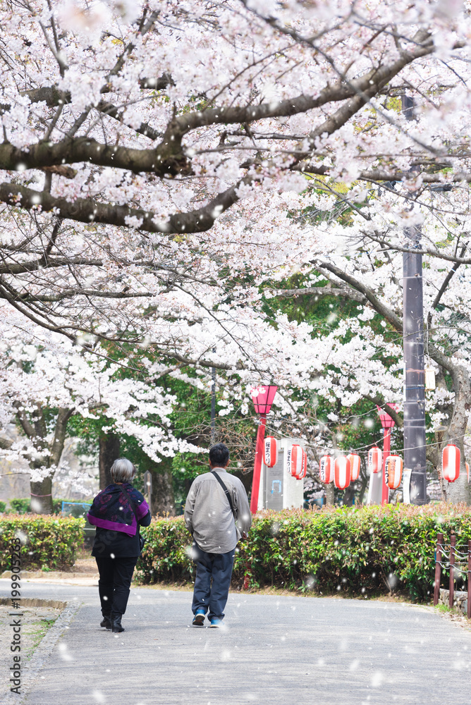 elderly couple walking in public park with cherry blossom season in 'Hanami' or Sakura festival elderly couple walking in public park with cherry blossom season in 'Hanami' or Sakura festival