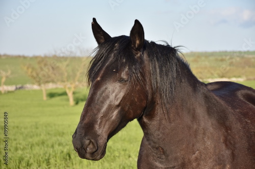Fototapeta Naklejka Na Ścianę i Meble -  MURGESE HORSE. Italian equine breed of the Murge (Puglia, Italy), bred in the wild since the twentieth century in the old farms. Its origins date back to the era of Spanish domination. 