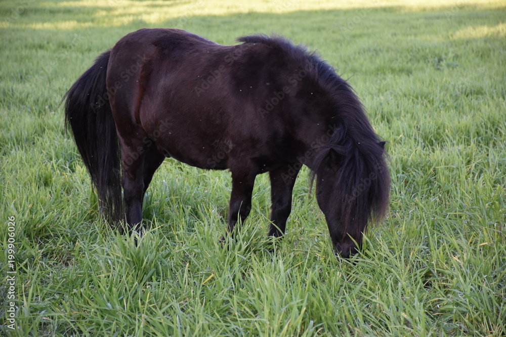 MURGESE HORSE. Italian equine breed of the Murge (Puglia, Italy), bred in the wild since the twentieth century in the old farms. Its origins date back to the era of Spanish domination.