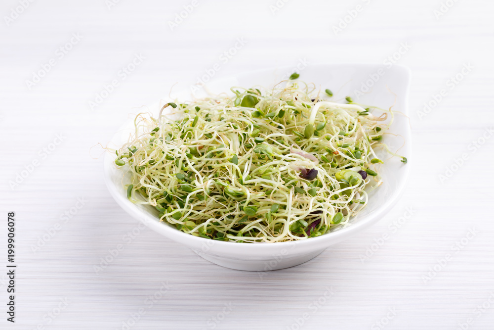 Mix of food sprouts - alfalfa, radish, clover in a bowl. Micro greens on white. Healthy eating. Mix of food sprouts - alfalfa, radish, clover in a bowl. Micro greens on white. Healthy eating.