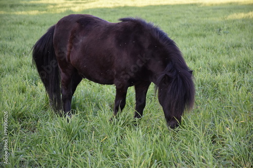 Obraz na płótnie MURGESE HORSE. Italian equine breed of the Murge (Puglia, Italy), bred in the wild since the twentieth century in the old farms. Its origins date back to the era of Spanish domination. w salonie