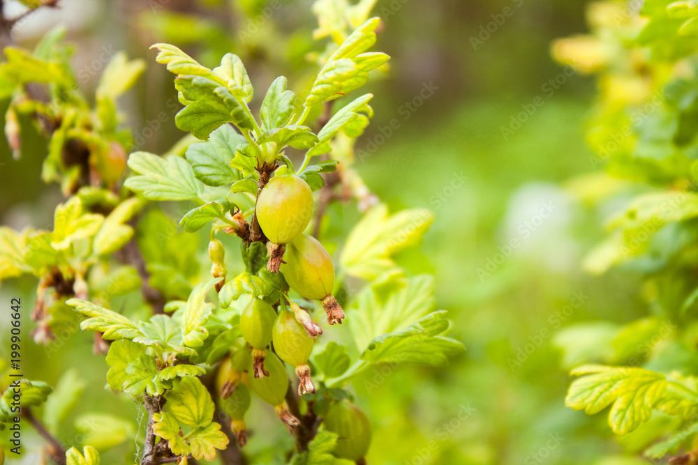 Gooseberries in the garden