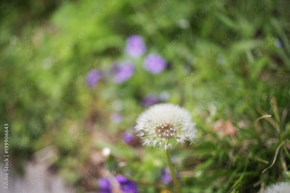 Beautiful korean wild flowers Beautiful korean wild flowers