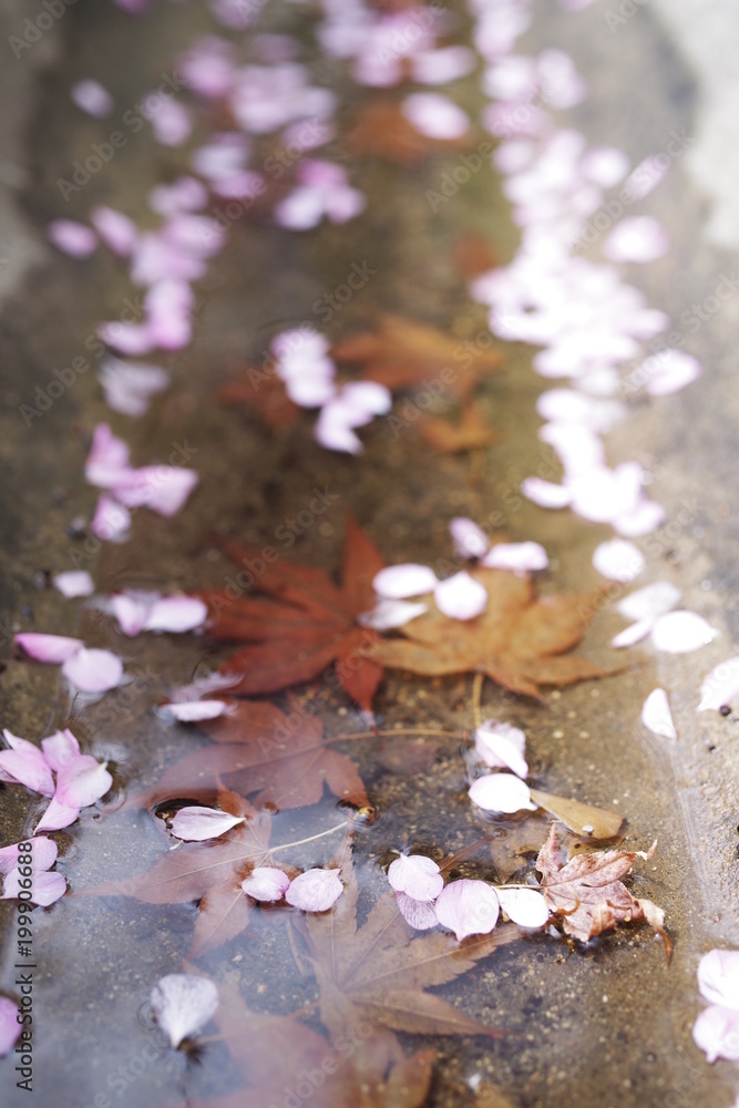 Fototapeta premium spring cherry blossom petal maple autumn leaf