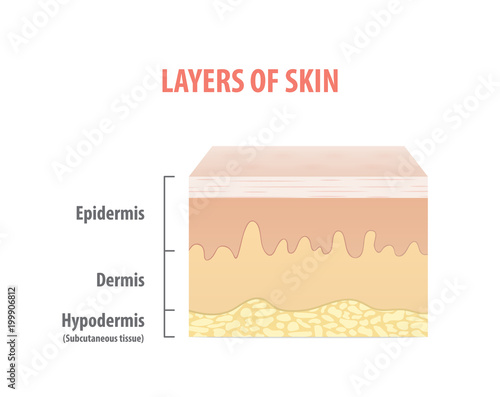 Layers of skin diagram illustration vector on white background. Medical concept.
