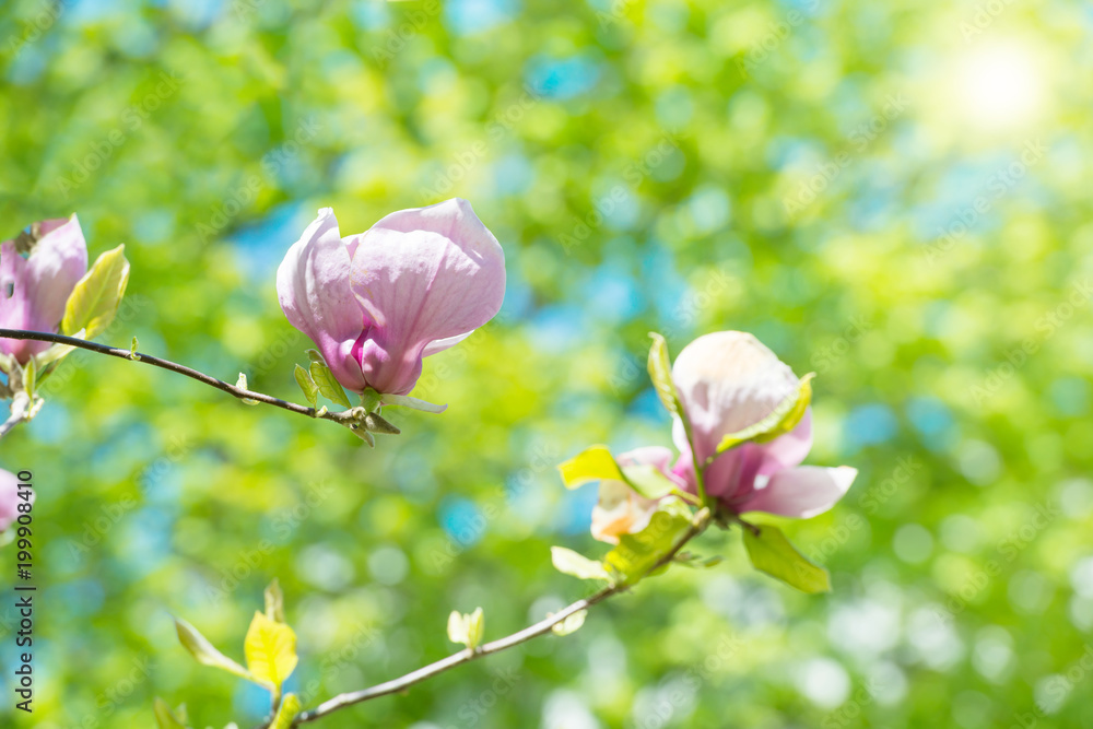 Fototapeta premium Flowers of magnolia soulangiana tree with green leaves and sun on background