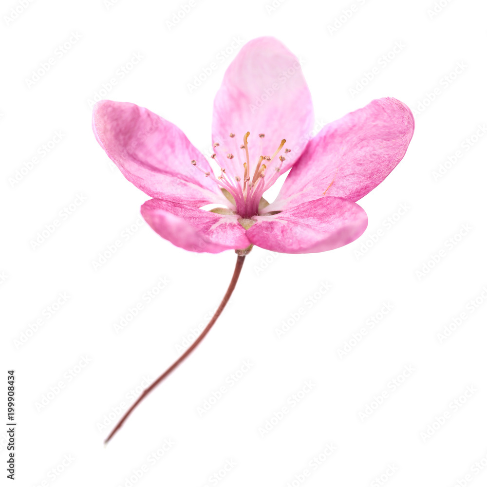 Pink flower from sakura tree isolated on white background. Macro close up studio shot