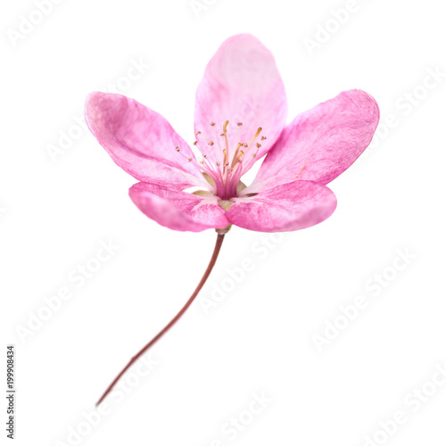 Obraz na płótnie Pink flower from sakura tree isolated on white background. Macro close up studio shot w salonie