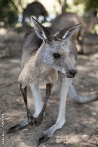 Kangaroo photo