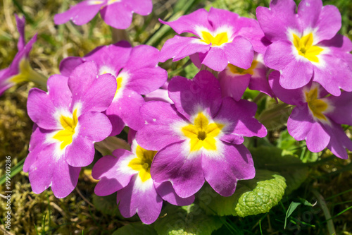 primeln im garten